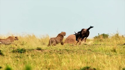 Wall Mural - epic view of cheetah attacking wildebeest