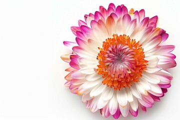 Wall Mural - Strawflower, isolated on white