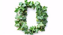 Lush Ivy Foliage In The Form Of The Letter O, Isolated On A White Background With A Clipping Path.
