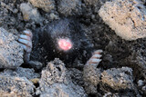 Fototapeta Zwierzęta - A portrait of a black European mole coming out of a molehill in the garden