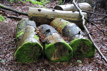 Some cut and decaying wet tree trunks partially covered with green moss, five decomposing tree trunks in a forest, litter on the ground