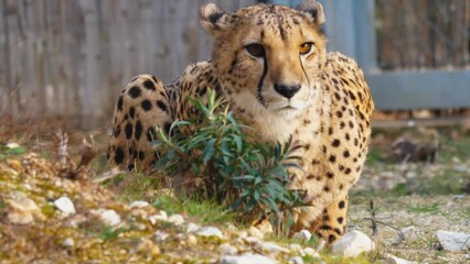 Wall Mural - close up of cheetah looking