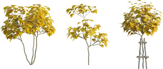 Sticker - Catalpa tree autumn 4k png cutout transparent background