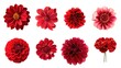 Selection of Various Red Flowers Isolated on White Background. Set of Nine Dahlia, Gerber, Daisy, Carnation, Rose, Zinnia Flowers,Garden flowers in many different colors isolated over white
