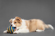 cute border collie puppy dog chewing on a ball on a gray background in the studio