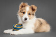 cute border collie puppy dog lying with a ball on a gray background in the studio