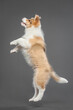 cute border collie puppy dog jumping in the air on a gray background in the studio