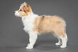 cute border collie puppy dog standing on a gray background in the studio