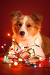 cute border collie puppy dog lying on the floor surrounded by christmas lights on a red background in the studio