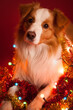 cute border collie dog lying on the floor surrounded by christmas lights on a red background in the studio