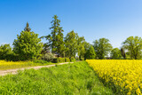 Fototapeta Pomosty - Rapsfeld mit Bäumen und blauen Himmel bei Parkentin