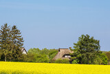 Fototapeta Pomosty - Rapsfeld mit Bäumen und Häusern bei Parkentin