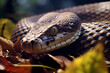 Snake  at outdoors in wildlife. Animal