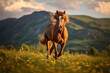 Horse  at outdoors in wildlife. Animal