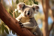 Koala  at outdoors in wildlife. Animal