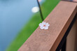 © Kenta - Cherry blossom dropped on a fence