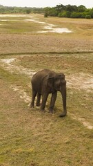 Wall Mural - Elephant in Wildlife Reserve. Wild animals of Sri Lanka. Vertical video.