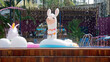 © chriss73 - inflatable swimming toys at a pool bar