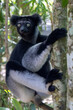 Ein Indri sitzt an einem Baumstamm