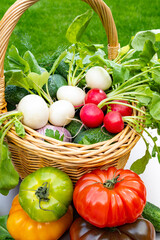 Sticker - Bio gardening, organic harvest of fresh vegetables, tomatoes, cucumbers, white and red radish roots vegetables in wicked basket and green grass on background