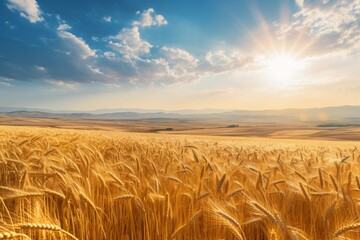 Canvas Print - Scenic view of golden wheat field under dramatic sky at sunset