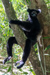 Ein Indri sitzt entspannt auf einem Ast in der Frontale