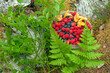 wild berries raspberries and blueberries and wild chanterelle mushrooms among fern leaves in the forest. Collected forest mushrooms and berries. gathering