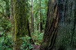 Giant redwood trees in Californian Pacific coastline area	