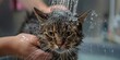 A displeased gray tabby cat getting bathed by a cropped unrecognizable person under a shower with water pouring down its head