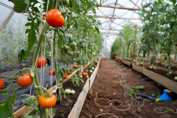 Wall Mural - Beautiful red ripe tomatoes grown in a greenhouse. Rows of ripe homegrown tomatoes before harvest. Organic farming