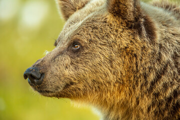 Wall Mural - head shot portrait of a european brown bear (ursos arctos arctos), finland
