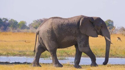 Wall Mural - Big bull Elephant (Loxodonta africana) walking on the savanna and meeting another elephant, Moremi Game Reserve Botswana
