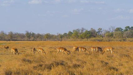 Wall Mural - impala (aepyceros melampus) herd grazing on the dry floodplain of the khwai river in the dry season,