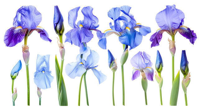 Set of blossoming iris flowers close-up, isolated on a white background. 