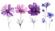 © Ziyan Yang - set of purple and pink garden flowers close-up, watercolor illustration on white background