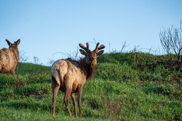 Canvas Print - Elk in the Grass