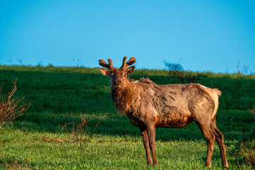 Wall Mural - Elk in the Grass