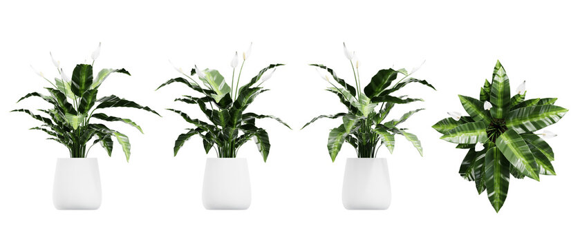 Green tropical plant in a pot isolated on background 3d rendering