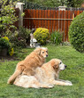 A young retriever sits on a recumbent old retriever. Golden retriever dogs relax in a windy and sunny garden in the grass. Background.