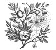 Pomegranate vector drawing. Hand drawn fruit illustration. Pomegranate fruit branch botanical vintage engraving illustration isolated on white background. Spiderweb on the plant.