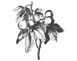 Plum engraved vintage sketch. Berry branch, line art vector illustration. Engraved botanical hand drawn illustration. Isolated on white.