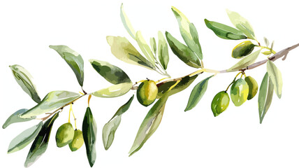 Wall Mural - Oliven Ast Mediterran Zweig Olive Olivenbaum Watercolor Vektor