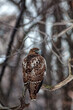 red-tailed hawk ,Buteo jamaicensis, bird of prey,