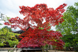 Fototapeta Dmuchawce - red maple leaves with japanese antique pagoda background, wakayama, japan