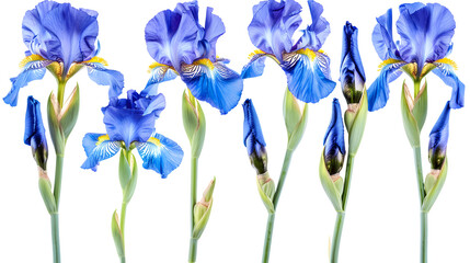 Wall Mural - Set of blossoming iris flowers close-up, isolated on a white background. 