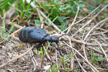 Poster - Schwarzblauer Ölkäfer ( Meloe proscarabaeus ).