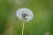 focus stack image of a dandelion