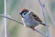 male eurasian tree sparrow closeup