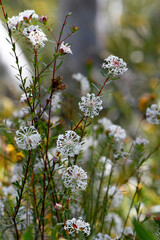 Wall Mural - White Australian native Slender Rice Flowers, Pimelea linifolia, family Thymelaeaceae, growing in Sydney woodland understory, NSW. Endemic to eastern Australia. Flowers in spring and summer