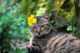 Fototapeta Dmuchawce - Cat sit on road with green natural bokeh background in Houtong cat village, city, Taiwan.